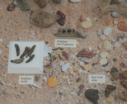 Display as part of the Palenontology Exhibit