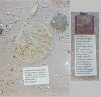 Fossil Collecting Objects